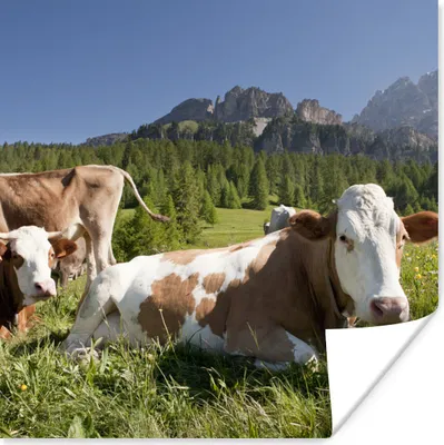 Produktbild von MuchoWow® Poster Kühe - Gras - Schweiz 100x100 cm - Babyzimmer