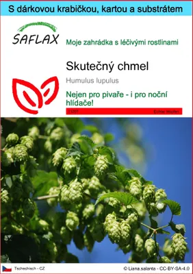 Obrázek produktu pro SAFLAX Dárková sada - skutečný chmel - Humulus lupulus - 50 Semena - S dárkovou krabičkou, přepravním štítkem, dárkovou kartou a pěstebním médiem