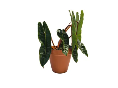 Obrázok produktu pre Gardners Philodendron Billietiae, priemer 12 cm