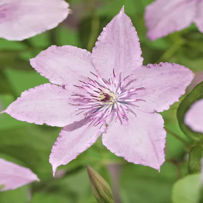 Obrázek produktu pro Popínavá rostlina Clematis Hagley Hybrid - ružové kvety - nenárocná na péci - 2