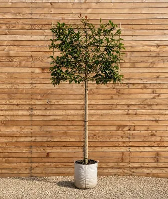 Produktbild von Glanzmispel Spalier Red Robin 120 cm, Stammhöhe 220 cm, Stammumfang 10-12 cm - Photinia fraseri Spalier, immergrün