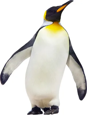 Produktbild von Tulup® Glas-Bild - 100x50 -Wandkunst - Wandbild hinter gehärtetem Sicherheitsglas  - Tiere - Pinguin - Weiß