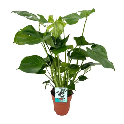 Produktbild von Monstera Deliciosa - Gatenpflanze - 65Cm - Ø21