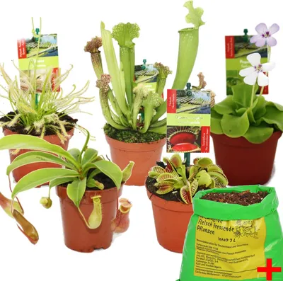 Obrázok produktu pre Štartovacia sada mäsožravých rastlín - 5 rastlín + pôda - Carnivore Soil