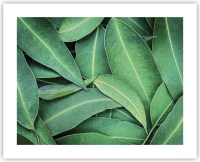 Produktbild von Poster - Poster ohne Rahmen - Blätter Eukalyptus Natur - 50x40 cm - Wand Bild - Wanddeko - Wandbilder - Kunstposter - Wandposter - Bilder - Kunstdruck - Wanddekoration - Wandbild - P2XAA50x40-4933
