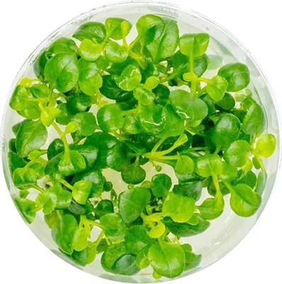 Zdjęcie produktu dla Eco Plant - roślinka invitro mini kubek - Lobelia Mini Eco Plant