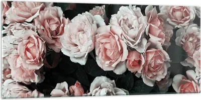 Produktbild von Bilder auf glas - Einteilig - Rosen Blumen Blätter - 120x50cm - Glasbilder - Wandbilder - Bilder - zum Aufhängen bereit - Wanddekoration aus Glas - Glas Bilder - Wandbild auf Glas - GAB120x50-4760