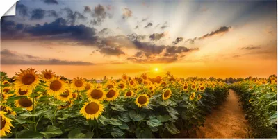 Produktbild von ARTland Poster Sonnenblumenfeld bei Sonnenuntergang Größe: 150x75 cm