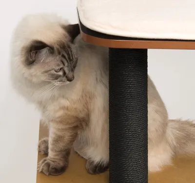 Produktbild von Katzenbett Hochbett mit 2 Ebenen schwarz/braun