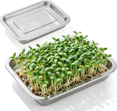 Image de Deux pots de germination en acier inoxydable, dimensions 27 x 20 x 4,8 cm. Kit de germination en acier inoxydable, bac de germination, bac de culture de graines germées, idéal pour la culture de cresson