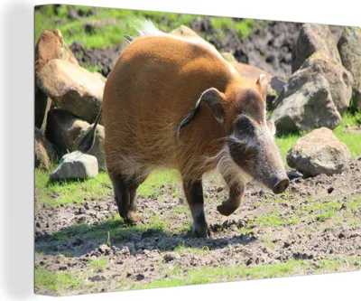 Produktbild von OneMillionCanvasses® - Leinwandbilder - 140x90 cm, Bürstenschweine - Gras - Steine, Wandbilder Kunstdruck Wanddekoration
