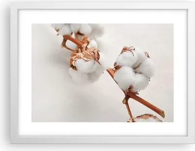 Produktbild von Gerahmtes Poster - Weißer Rahmen - Baumwolle Makro Zweig - 40x30 cm - Wand Bild - Wanddeko - Wandbilder - Kunstposter - Wandposter - Bilderrahmen - Bilder - Kunstdruck - P2WAA40x30-4835