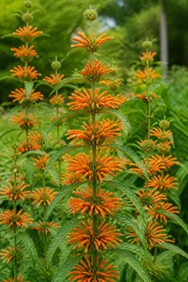 Produktbild von SaatPilot Leonotis nepetifolia 200 Samen Löwenohr
