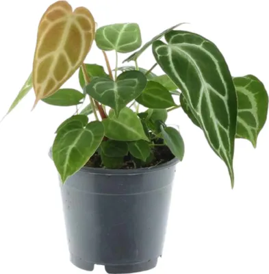 Zdjęcie produktu dla Trendyplants - Anthurium Chrystallinum - Roślina domowa - Wysokość 25-45 cm - Rozmiar doniczki Ø12 cm