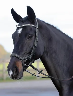 Immagine prodotto di BUSSE Snaffle Emotion Caveson Briglia Snaffle con redini Nero/Cristallo WB