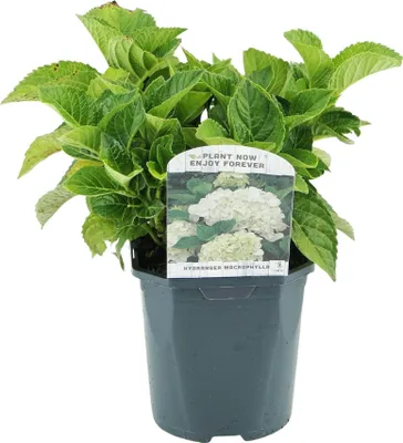 Produktbild von GreenboutiQ - Hortensie - Hydrangea macrophylla Blau - Blüte Weiß - 1 Pflanze - Laubabwerfend - Wenig Pflege - Topf 17cm Höhe 30cm