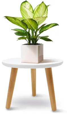 Productafbeelding van Witte, ronde plantenstandaard van hout, plantenbankje met 3 poten voor verschillende potgroottes, decoratief plantenbankje voor binnen en buiten, voor thuis en tuin, 22 x 28 cm