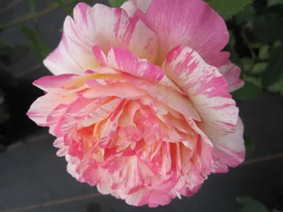 Produktbild von Rosa Marc Chagall ® - Beetrose Marc Chagall ® - Delbard Rose