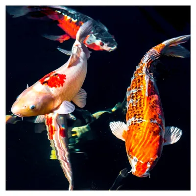 Produktbild von (Grundpreis 2,85 Euro/kg) - 10 kg Koifutter Best-Koi 17,0 mm - sinkendes Koipellet