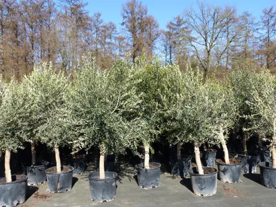 Produktbild von 3x Olivenbaum Olive "20 Jahre" 180 - 220 cm, beste Qualität, Stammumfang 20 - 30 cm, winterhart, Olea Europaea