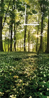 Produktbild von Wallario Design Wanduhr Waldanemonen und Sonnenstrahlen im Wald aus Echtglas, Größe 30 x 60 cm