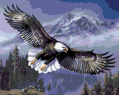 Produktbild von Malen nach Zahlen - FLIEGENDER ADLER, 40x50 cm, mit Keilrahmen (bereits gespannt)