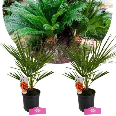 Produktbild von Set mit 2 Europäische Zwergpalme – Chamaerops humilis – Höhe 60 cm – 15 cm Topf