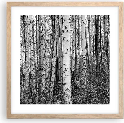 Produktbild von Gerahmtes Poster - Rahmen in heller Eiche - Birken Wald Monochrom - 40x40 cm - Wand Bild - Wanddeko - Wandbilder - Kunstposter - Wandposter - Bilderrahmen - Bilder - Kunstdruck - P2NAC40x40-4643