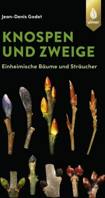Produktbild von Knospen und Zweige