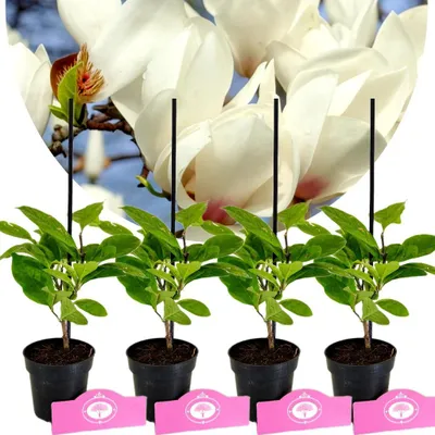 Obrázok produktu pre Sada 4 magnólií (Soulangeana 'Alba Superba') - Výška 25 cm - Veľkosť kvetináča 9 cm