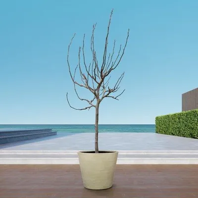 Produktbild von Famanu Ficus Carica auf Stamm - 225 cm - ø40