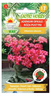 Zdjęcie produktu dla Adenium opasłe RÓŻA PUSTYNI 5 szt.