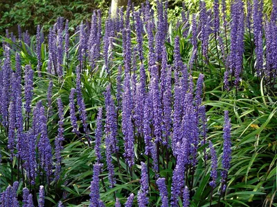 Produktbild von Stauden Gänge 5 x Liriope muscari ‚Ingwersen' im 1 Liter Topf - Lilientraube - Pflegeleicht, vielseitig und immer stilvoll - Winterhart