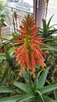 Image de Aloe x spinosissima