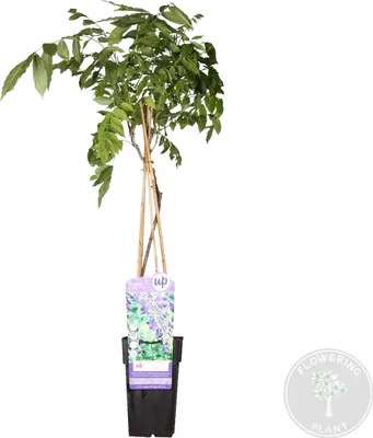 Zdjęcie produktu dla Bloomique - Wisteria Sinensis Prolific - Blue Rain Climber - Niebieski - Rośliny pnące - Rośliny ogrodowe - Wytrzymałe - 50-70 cm wysokości - Doniczka 15 cm