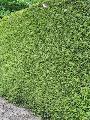 Produktbild von Lebensbaum Thuja Brabant 160-180 cm im Topf, 4x Heckenpflanze