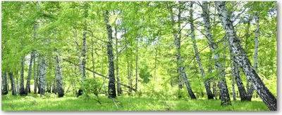 Produktbild von Tulup® Glas-Bild Wandbild aus Glas - 125x50 - Wandkunst - Wandbild hinter gehärtetem Sicherheitsglas - Dekorative Wand für Küche & Wohnzimmer  - Blumen & Pflanzen - Birkenwald - Grün