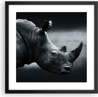 Produktbild von Gerahmtes Poster - Schwarzer Rahmen - Nashorn Schwarzweiß Porträt - 40x40 cm - Wand Bild - Wanddeko - Wandbilder - Wandposter - Bilderrahmen - Bilder - Kunstdruck - Wandbild - P2BAC40x40-4347