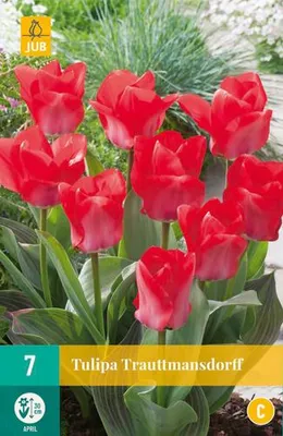 Artikelbild 2 von 'Tulpe Trauttmansdorff (7 Stück)' aus der Kategorie Tulpenzwiebeln, KI-generiertes Bild