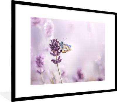 Produktbild von MuchoWow® Gerahmtes Poster Lavendel - Schmetterling - Nahaufnahme - Lila 80x60 cm - Poster mit Schwarzem Bilderrahmen Wandposter Rahmen Foto Bilder - Schlafzimmer-Dekorationen - Fotoposter