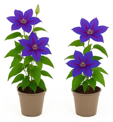 Obrázek produktu pro Exotické popínavé rostliny - Clematis paní N. Thompson - sada 2 kus? - 11cm kv?tiná?