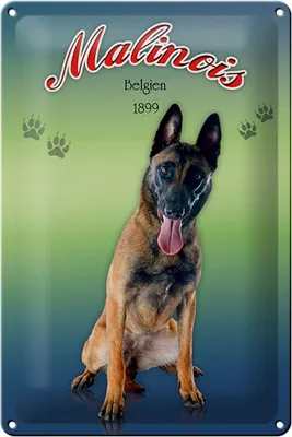 Produktbild von Blechschild Hund 20x30cm Malinois Belgien 1899
