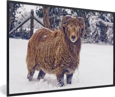 Produktbild von MuchoWow® Gerahmtes Poster Widder - Braun - Schnee 30x20 cm - Poster mit Schwarzem Bilderrahmen Wandposter Rahmen Foto Bilder - Kunstdruck - Bild-Poster