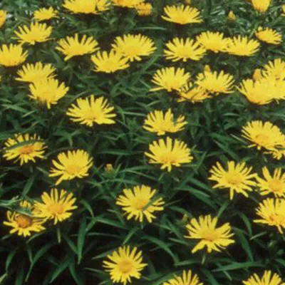 Produktbild von 6 x Schwertblättriger Alant - Inula ensifolia  | Topf 9cm x 9cm