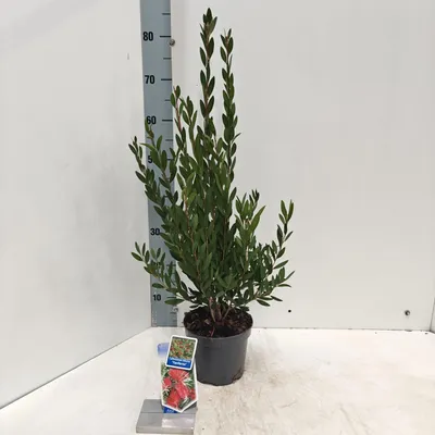 Immagine prodotto di Callistemon viminalis INFERNO ('Yanferno'PBR) - Callistemon | 60-70 cm in vaso