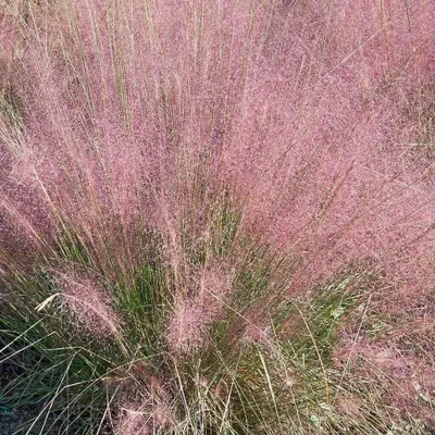 Zdjęcie produktu dla Trawa Miłka okazała Eragrostis spectabilis 1L