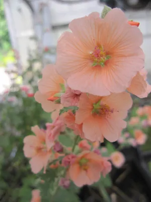 Produktbild von Sphaeralcea ambigua Childerley - Wüstenmalve