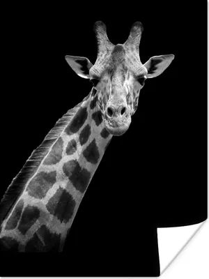 Produktbild von MuchoWow® Poster Giraffe - Wildtiere - Schwarz-Weiß - Porträt 120x160 cm - Wandbilder