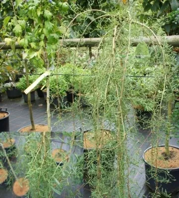 Produktbild von Caragana arborescens - Gemeiner Erbsenstrauch - Hängender Erbsenstrauch 60-100