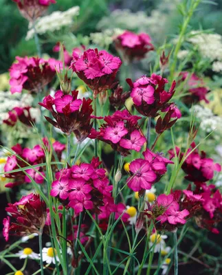 Zdjęcie produktu dla Dianthus carthusianorum, goździk kartuzek, różowe kwiaty, doniczka ok. 9x9 cm